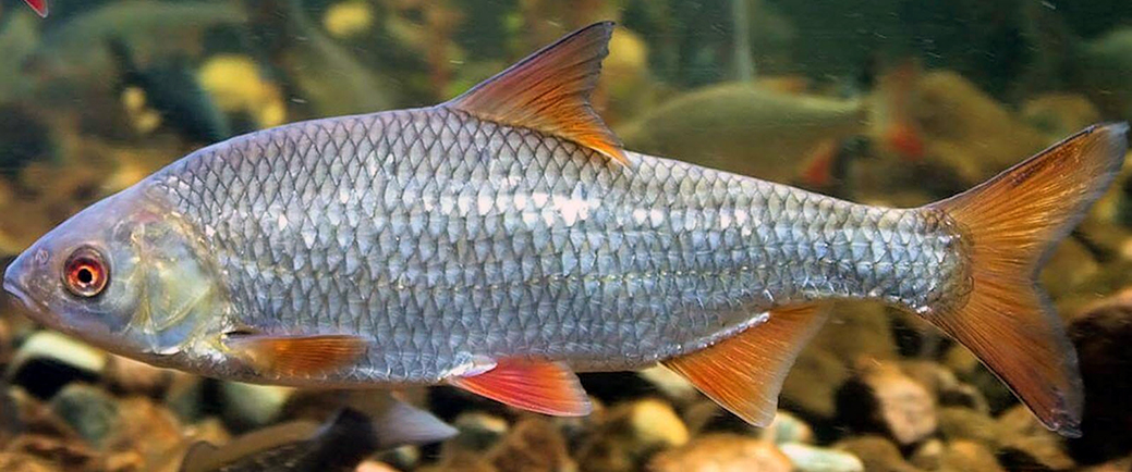 Scardinius erythrophthalmus_08.jpg